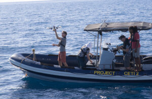 Project CETI develops robotics to make sperm whale tagging more humane