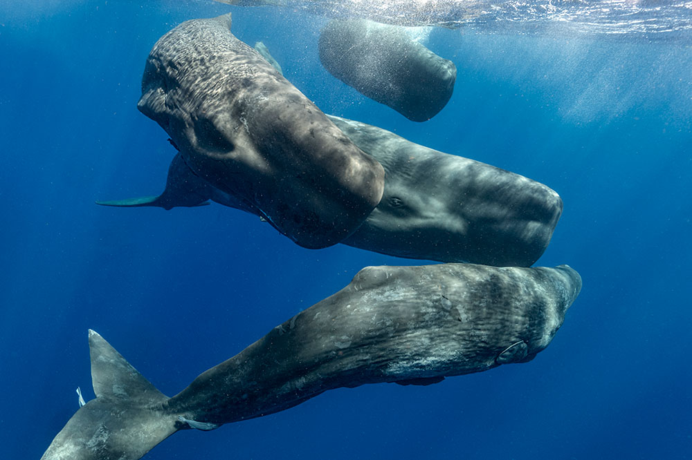 Sperm whales in the ocean.